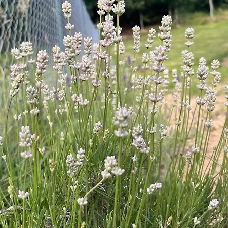 Semesterbostad „domek W Lawendach”