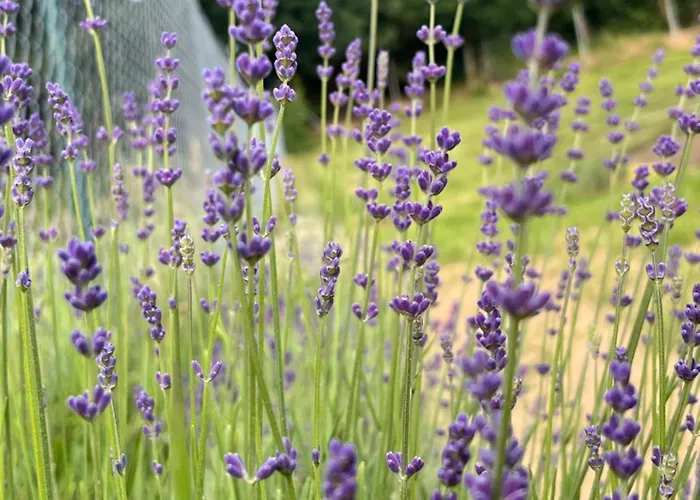 Hébergement de vacances „domek W Lawendach” Wartkowo