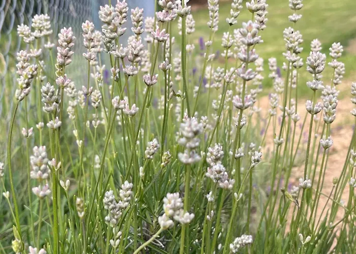 Hébergement de vacances „domek W Lawendach”